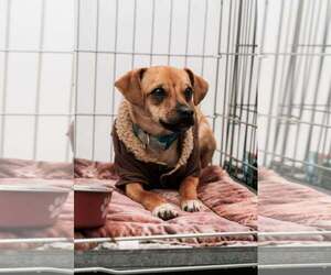 Cody - Male Chihuahua-Unknown Mix Dog for Adoption - Photo #5
