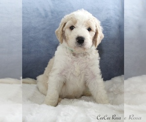 Goldendoodle Puppy for sale in CHERRY CREEK, NY, USA