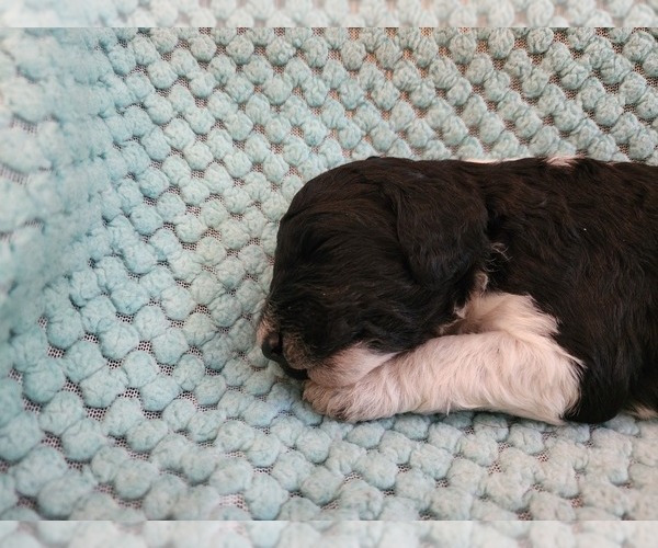 Medium Photo #2 Poodle (Standard) Puppy For Sale in CLAYTON, WA, USA