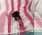 Small #4 French Bulldog