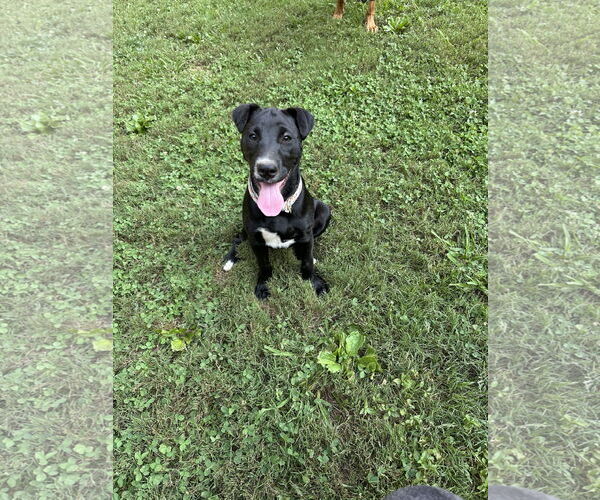 Medium Photo #2 American Pit Bull Terrier-Border Collie Mix Puppy For Sale in Ball Ground, GA, USA