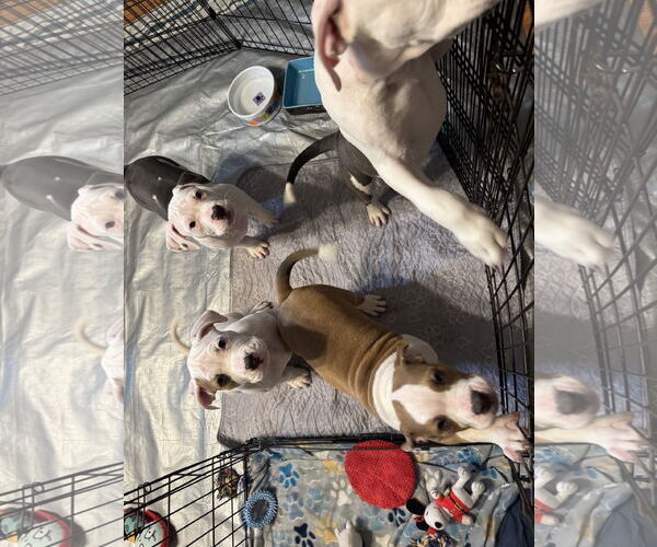 Medium Photo #10 Mutt Puppy For Sale in Garner, NC, USA