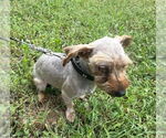 Small #1 Mutt