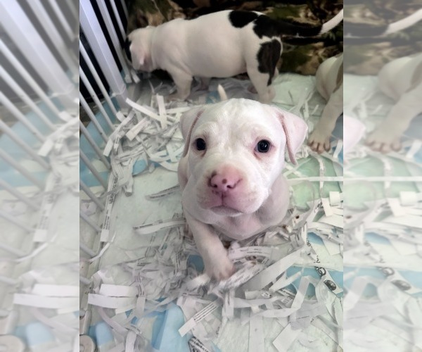 Medium Photo #2 American Bully Puppy For Sale in FRIDLEY, MN, USA