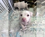 Small #1 American Bully