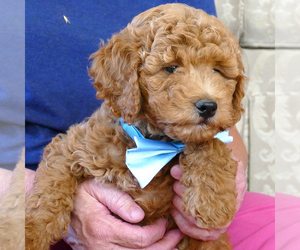Goldendoodle (Miniature) Puppy for sale in ROY, UT, USA