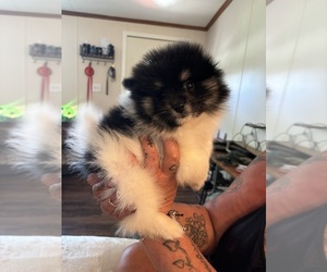 Pomeranian Puppy for sale in RICHLANDS, NC, USA
