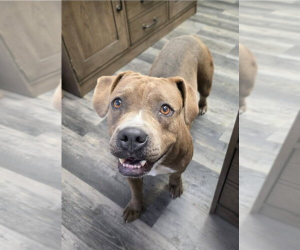 Medium Photo #3 Mutt Puppy For Sale in Lakewood, CO, USA