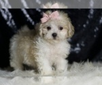 Small Photo #17 Maltipoo (Miniature) Puppy For Sale in WARSAW, IN, USA
