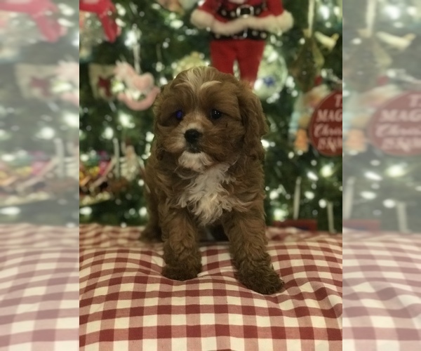 Medium Photo #5 Cavapoo Puppy For Sale in BOWLING GREEN, KY, USA