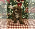 Small Photo #5 Cavapoo Puppy For Sale in BOWLING GREEN, KY, USA