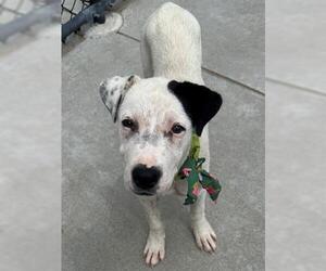 American Pit Bull Terrier-Unknown Mix Dogs for adoption in Tulsa, OK, USA