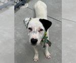 Small American Pit Bull Terrier Mix