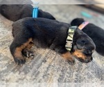 Small #11 Rottweiler