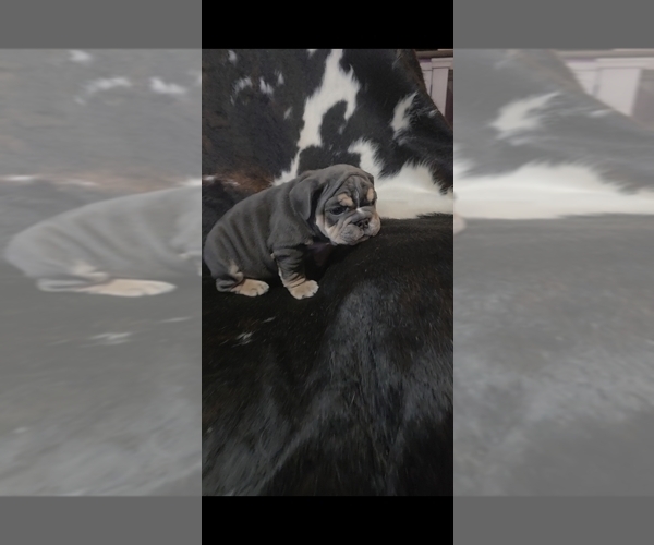 Medium Photo #1 English Bulldog Puppy For Sale in ARGYLE, TX, USA