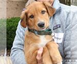 Small #2 Colonial Cocker Spaniel Mix