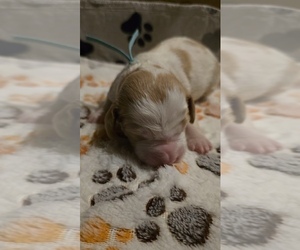 Brittany Puppy for sale in MOHAWK, NY, USA