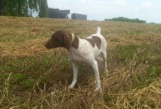 Mother of the German Shorthaired Pointer puppies born on 06/26/2016