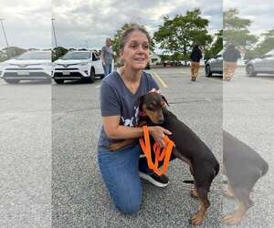 COCOA - Female Dachshund-Unknown Mix Dog for Adoption - Photo #2