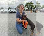Small Photo #2 Dachshund-Unknown Mix Puppy For Sale in Woodbury, NY, USA