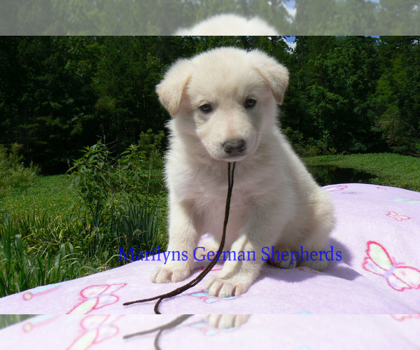 Medium Photo #3 German Shepherd Dog Puppy For Sale in PIEDMONT, MO, USA