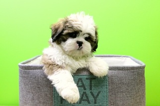 Shih Tzu Puppy for sale in PORTSMOUTH, OH, USA