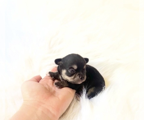 Medium Photo #3 Chihuahua Puppy For Sale in SACRAMENTO, CA, USA