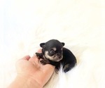Small #2 Chihuahua