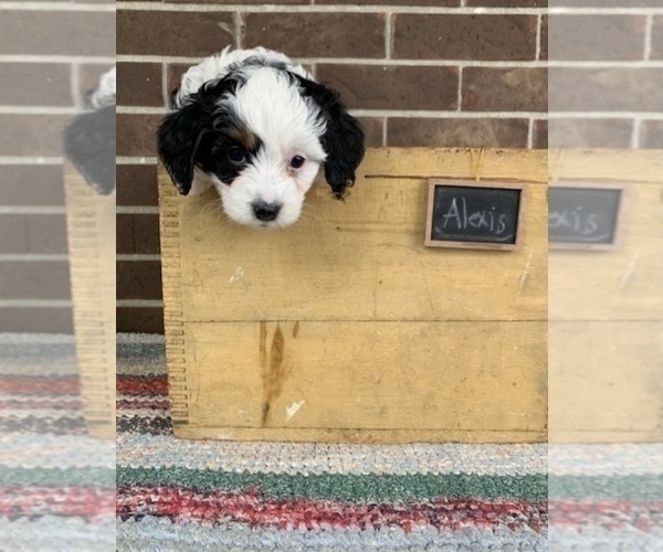 Medium Photo #1 Bernedoodle Puppy For Sale in GRABILL, IN, USA