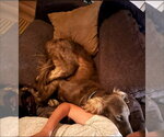 Small #4 Afghan Hound Mix