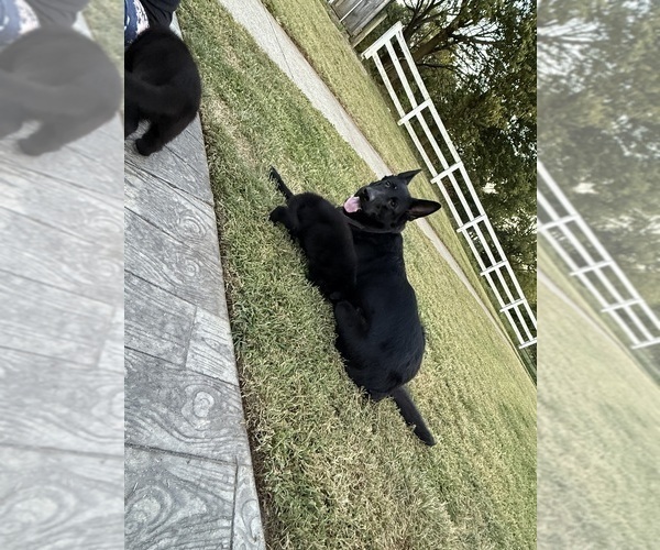 Medium Photo #7 German Shepherd Dog Puppy For Sale in HAMILTON, VA, USA