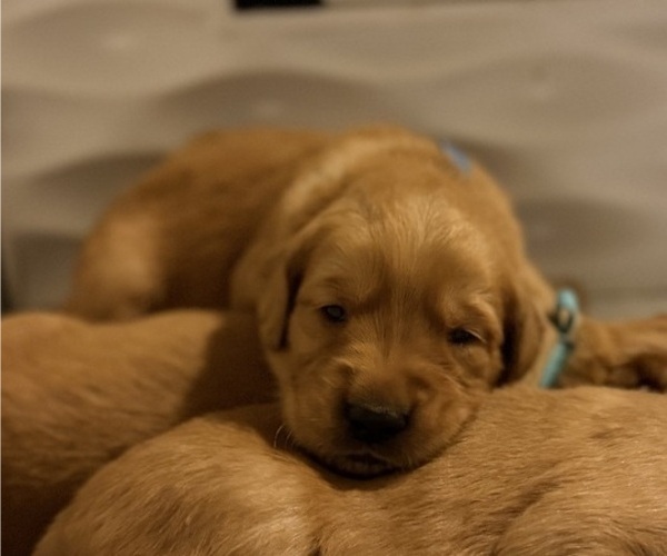 Medium Photo #31 Golden Retriever Puppy For Sale in SACRAMENTO, CA, USA
