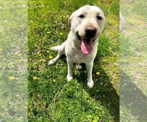 Medium Photo #1 Labrador Retriever Puppy For Sale in MONTPELIER, VT, USA