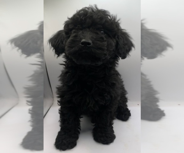 Medium Photo #1 Cavapoochon (Miniature) Puppy For Sale in BLUE MOUND, TX, USA