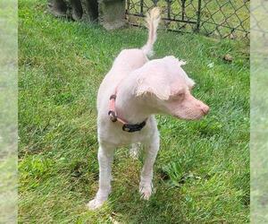 Maltese Dogs for adoption in Center Township, PA, USA