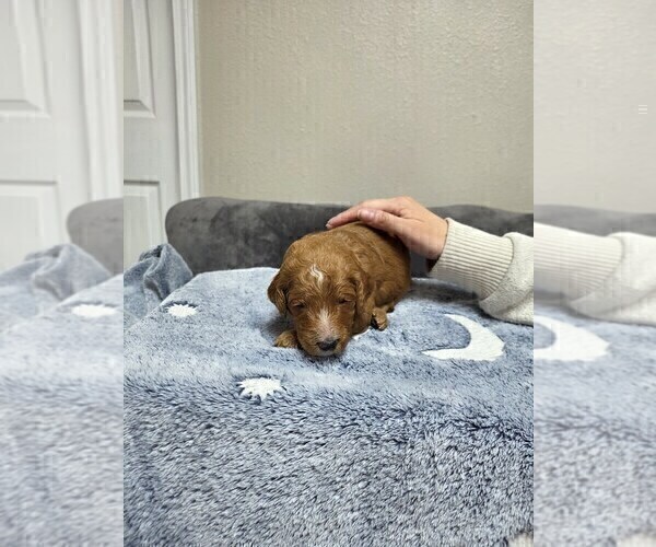 Medium Photo #44 Goldendoodle Puppy For Sale in COLLINSVILLE, IL, USA