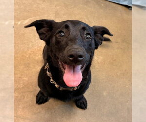 Mutt Dogs for adoption in Waterford, VA, USA