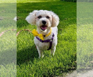Bichon Frise Dogs for adoption in Brights Grove, Ontario, Canada