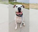 Small #1 American Pit Bull Terrier