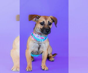 Dachshund-Unknown Mix Dogs for adoption in The Woodlands, TX, USA