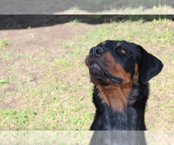 Medium Photo #6 Rottweiler Puppy For Sale in White Hall, AR, USA