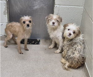 Mutt Dogs for adoption in Decatur, IL, USA