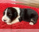 Image preview for Ad Listing. Nickname: Monroe