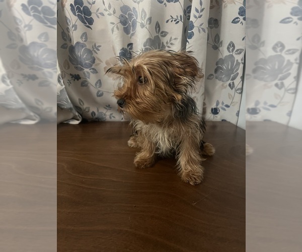 Medium Photo #6 Yorkshire Terrier Puppy For Sale in DURHAM, CT, USA