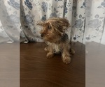 Small Photo #6 Yorkshire Terrier Puppy For Sale in DURHAM, CT, USA