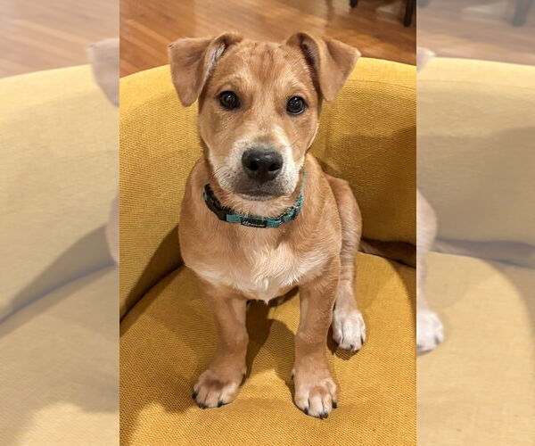 Medium Photo #3 Beagle-Unknown Mix Puppy For Sale in Arlington, VA, USA