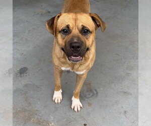 Chief - Male Mutt Dog for Adoption - Photo #3