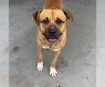 Small Photo #3 Mutt Puppy For Sale in Canton, CT, USA