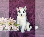 Small Photo #1 Siberian Husky Puppy For Sale in QUARRYVILLE, PA, USA