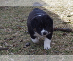 Small Photo #9 Australian Shepherd Puppy For Sale in BATTLE CREEK, MI, USA